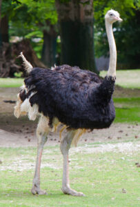 Common ostrich